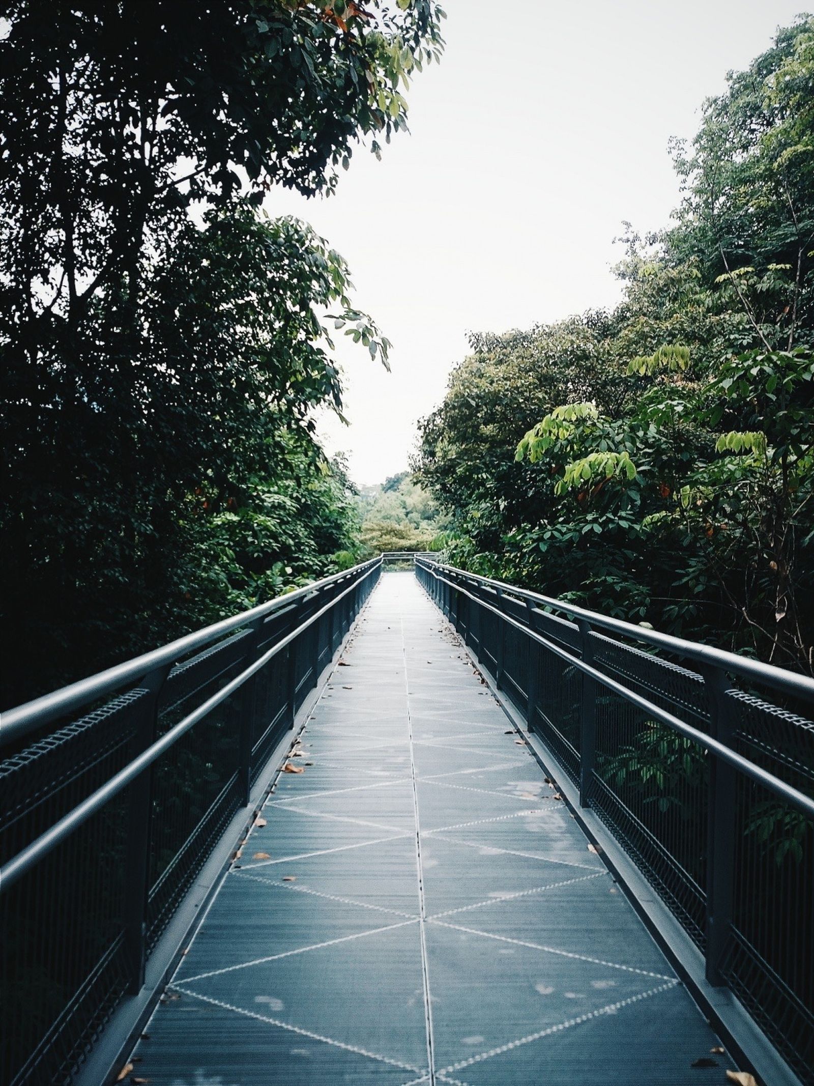 Elevated forest footbridge with metal walkway and railings surrounded by tropical trees in Singapore